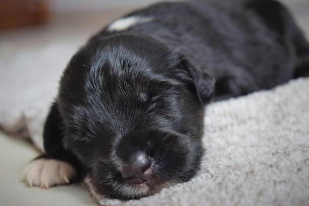 istock Beautiful rescued puppy sleeping after eating 1246583127