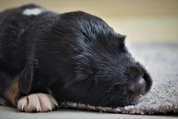 istock Beautiful rescued puppy sleeping after eating 1246583335