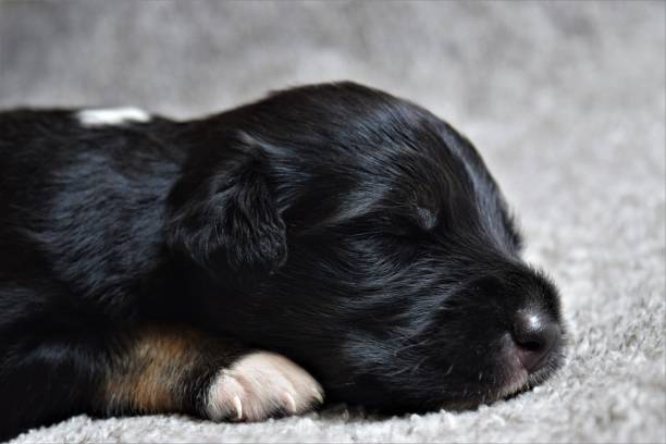 istock Beautiful rescued puppy sleeping after eating 1246583853