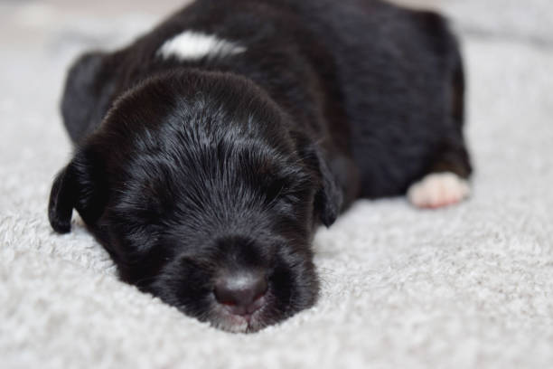 istock Beautiful rescued puppy sleeping after eating 1246583868