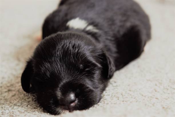 istock Beautiful rescued puppy sleeping after eating 1246583874