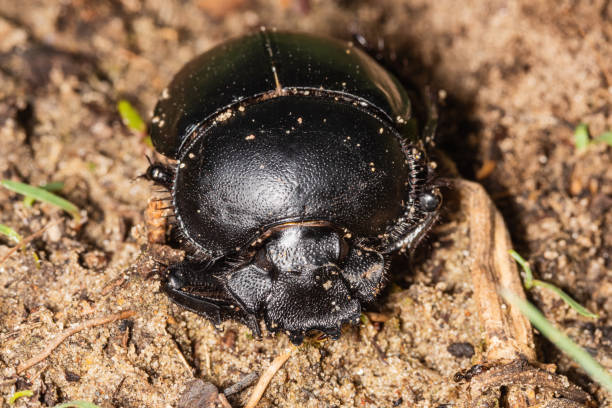 istock Macro shot of a single dung beetle 1246583882
