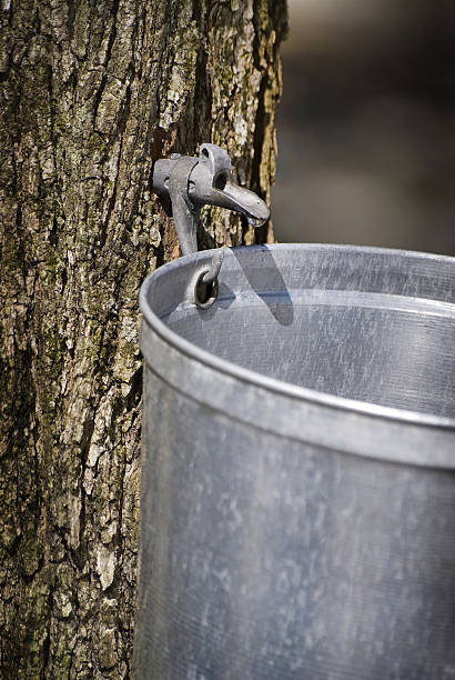 gotitas de sap que fluye de arce en un cubo - maple syrup sugar shack fotografías e imágenes de stock