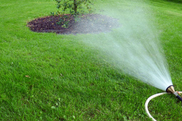 istock Irrigation from a tree and the grass with sprinkler system 1246593550