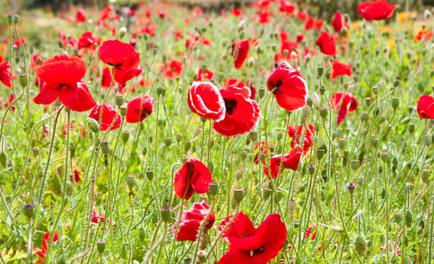 istock Flower field with blooming red poppies 1246596159