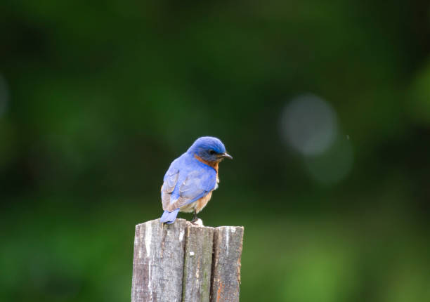 One of the first days out of the nest for this fledgling Eastern Blue Bird The garden fence next to its house makes a good spot to launch from