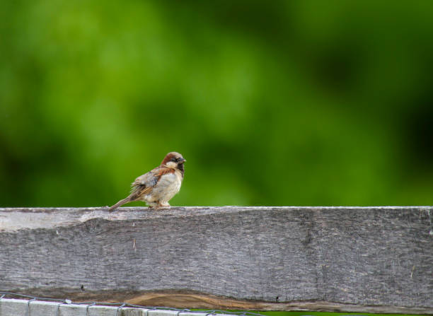 istock Fledgling Sparrow on Garden Fence 1246596177