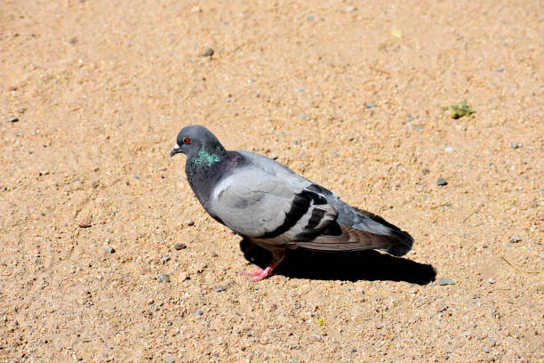 istock Pigeon bird standing on light brown tan sand 1246603010