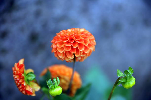dahlia garden