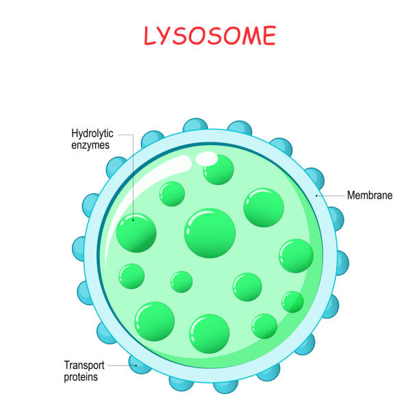lysosome-anatomie. - enzyme stoffwechsel stock-grafiken, -clipart, -cartoons und -symbole