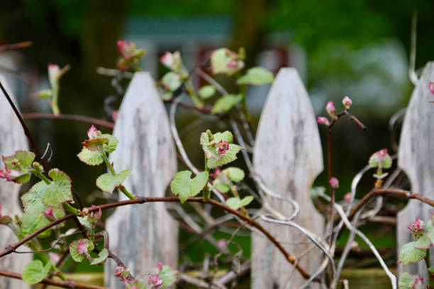 istock concord grape vines growing on wooden fence 1246608246