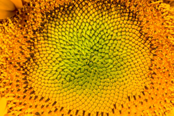 istock common sunflower in the summer 1246608938