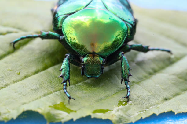 makrofoto von cetonia aurata auf einem grünen blatt - aurata stock-fotos und bilder