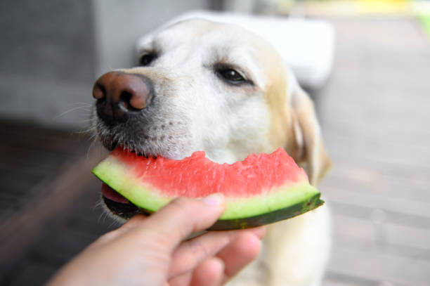 istock Labrador retriever eats with an appetite watermelon from hands. Selective focus. 1246616978