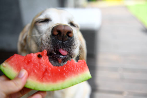 labrador retriever mange avec une pastèque appétit des mains. mise au point sélective. - watermelon fruit food portion photos et images de collection