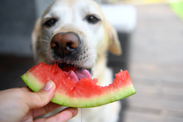 istock Labrador retriever eats with an appetite watermelon from hands. Selective focus. 1246616986