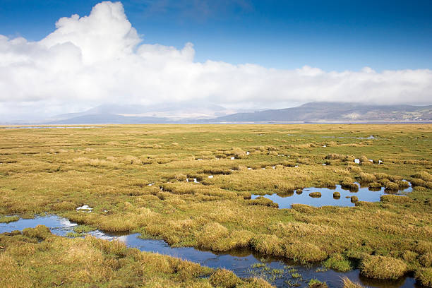 saltmarsh "im rspb crook von baldoon - wigtownshire stock-fotos und bilder