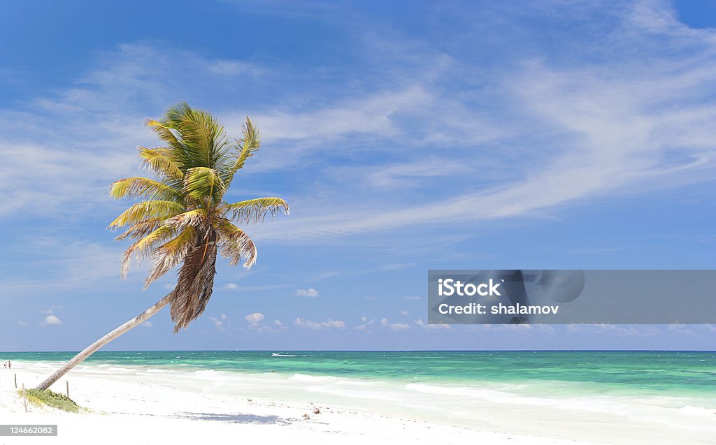 Palme da cocco in spiaggia - Foto stock royalty-free di Acqua