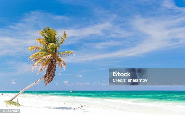 Palme Da Cocco In Spiaggia - Fotografie stock e altre immagini di Acqua - Acqua, Albero, Albero tropicale