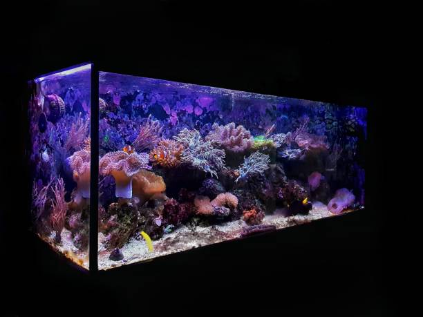 istock Marine dream coral reef aquarium fish tank 1246624360