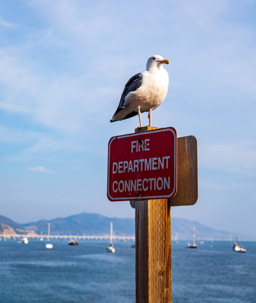 istock A Sea Bird Stands Watch 1246632711