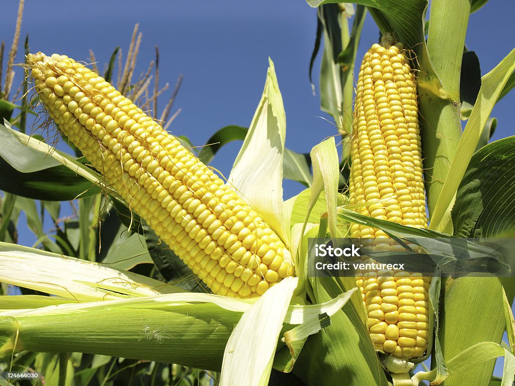 corn field Corn close up Sweetcorn Stock Photo