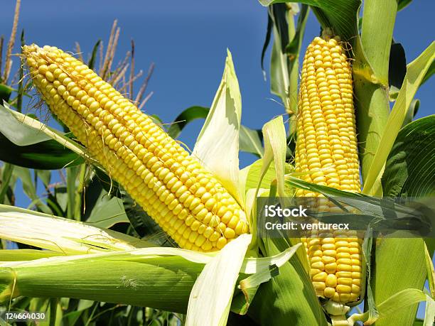 Corn Field Stock Photo - Download Image Now - Sweetcorn, Growth, Autumn