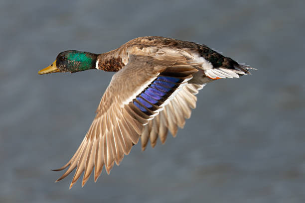 istock wild duck flying in beautiful light, seen in a North California marsh 1246641104