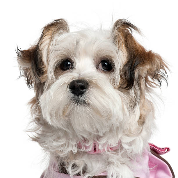 istock Close-up of Mixed-breed puppy, five months old, white background. 124664342
