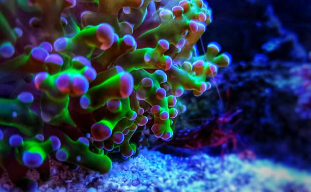 Euphyllia Divisa aka Frogspawn or Octospawn LPS Coral stock photo