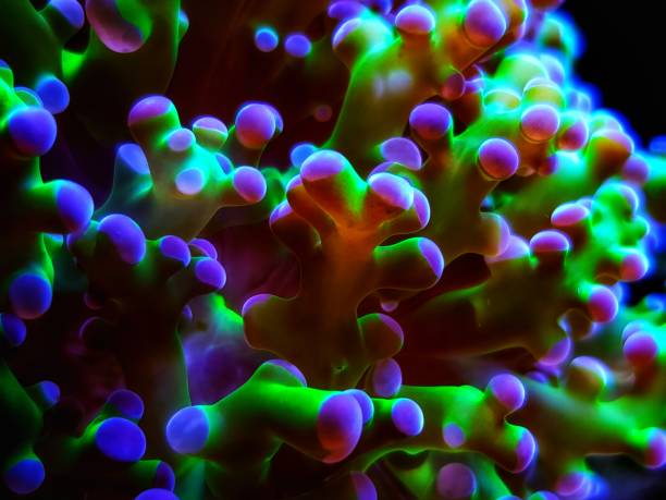 istock Euphyllia Divisa aka Frogspawn or Octospawn LPS Coral 1246644838