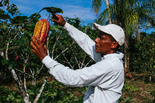 Mature male farmer with digital tablet controls the ripening process of banana trees in green house.