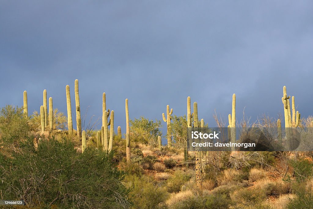 サワロサボテンと嵐の空 - Southern Arizonaのロイヤリティフリーストックフォト