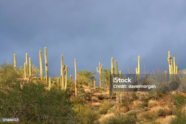 サワロサボテンと嵐の空 - Southern Arizonaのストックフォトや画像を多数ご用意 - Southern Arizona, アメリカ南西部, アリゾナ州