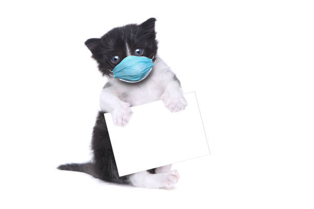 istock Cute Baby Tuxedo Style Kitten Wearing PPE Mask 1246663198