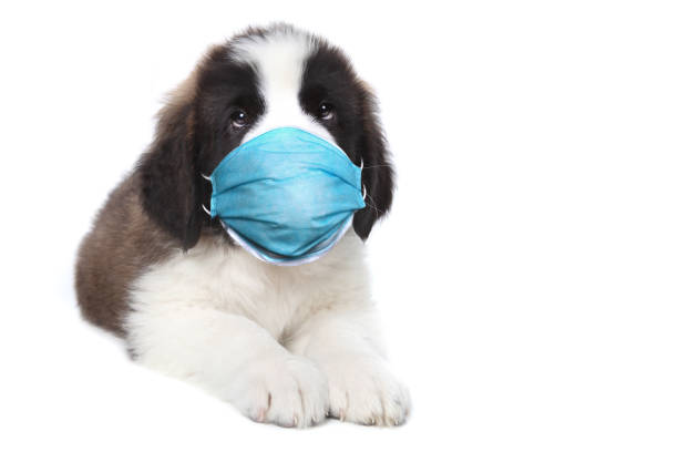 istock Cute Saint Bernard Puppy Sitting Wearing PPE Mask 1246663707