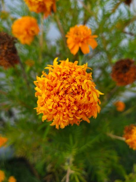 istock Marigolds with blur leaves 1246664229