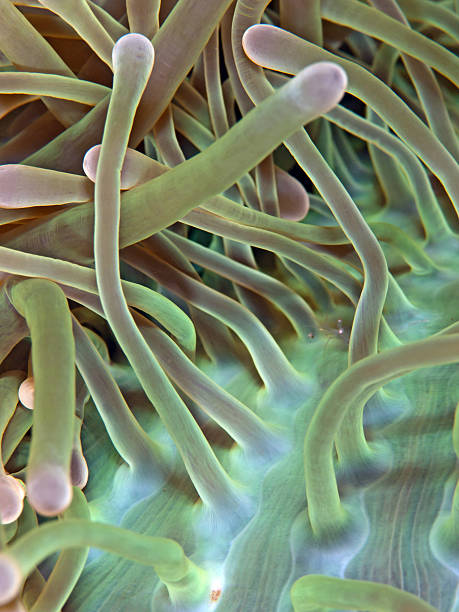 istock Sea anemone tentacle close up 124668565