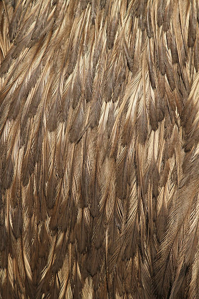 istock Feathers of an emu 124668805