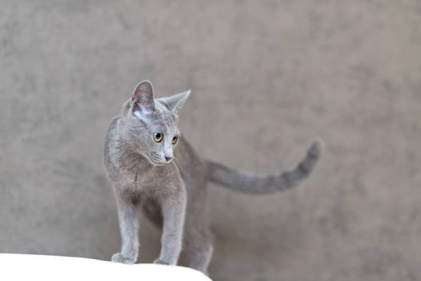istock Young thoroughbred pedigreed cat. Breed Russian Blue 1246691112