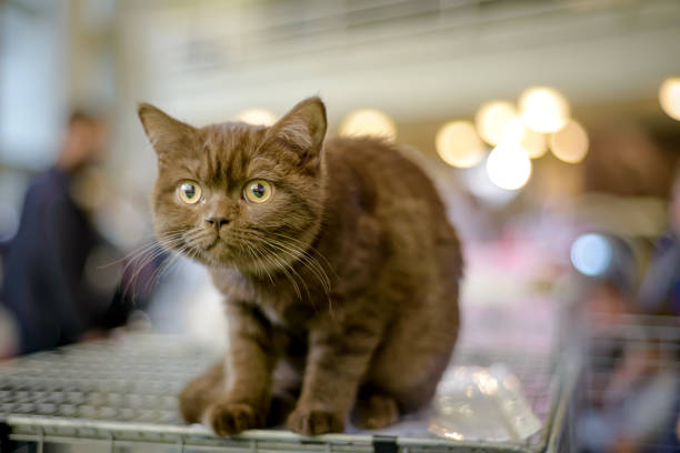 istock Cat of the breed SCOTTISH-STRAIT SCOTTISK RECTANGLE CAT 1246691137