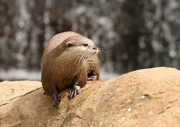 oriental curta clawed lontra - oriental short clawed otter - fotografias e filmes do acervo