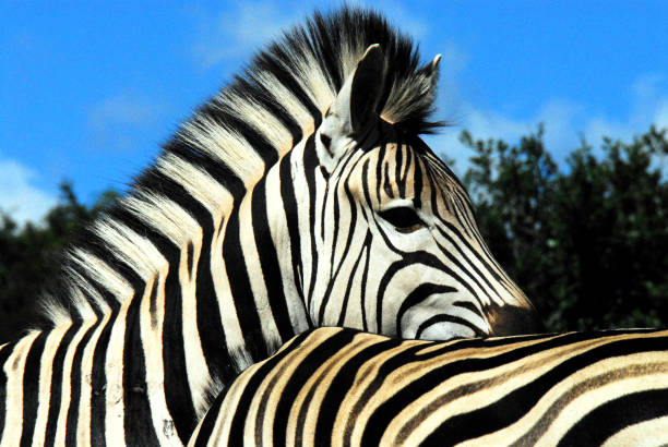 afrika - extreme nahaufnahme von zwei zebras zusammen in südafrika - herbivorous close up rear end animal head stock-fotos und bilder