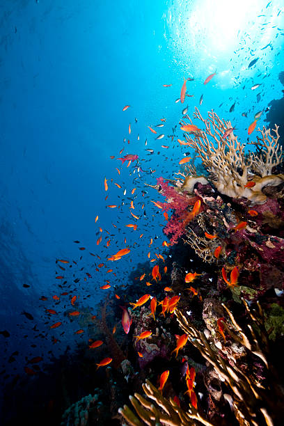 istock Fish and tropical reef in the Red Sea. 124669354