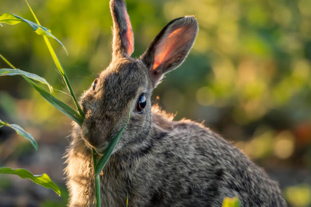 cute Eastern cottontail eating glasses in the bush