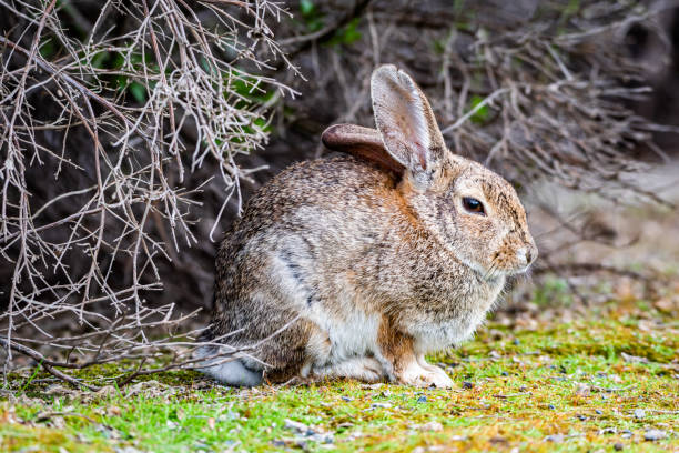 istock cute Eastern cottontail in its habitat 1246709815