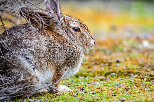cute Eastern cottontail washes its face big eyes