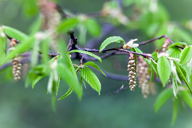 Hazel flower stock photo