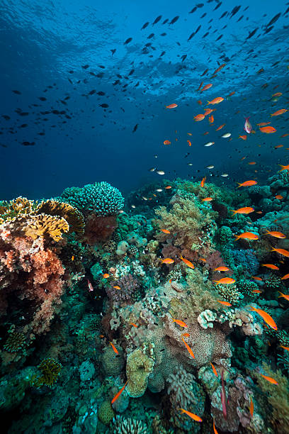 istock Anthias and tropical reef in the Red Sea. 124671525