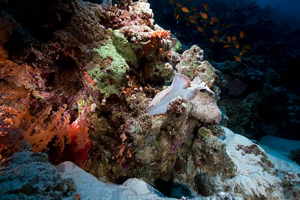 istock Leopard torpedo ray and tropical reef in the Red Sea. 124672029